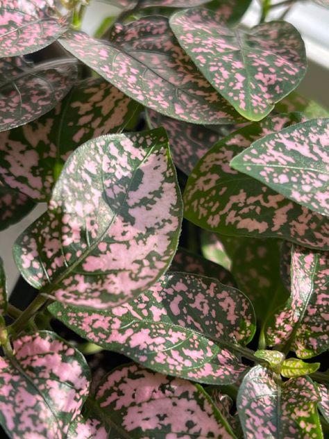 #plant #aesthetic #realplant #green #cute #wallpaper #pink Baby Pink And Green Aesthetic, Green Cute Wallpaper, Green Cute, Dark Green Aesthetic, Cute Wallpaper, Plant Aesthetic, Wallpaper Pink, Real Plants, Green Aesthetic