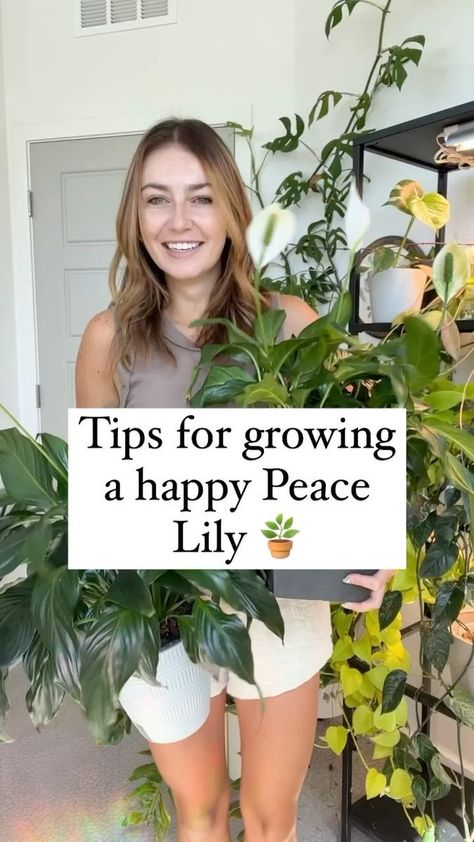 Peace Lily Care, Air Conditioning Vents, Peace Lilies, Self Watering Pots, Root Rot, Peace Lily, Self Watering, Low Lights, Plant Lover