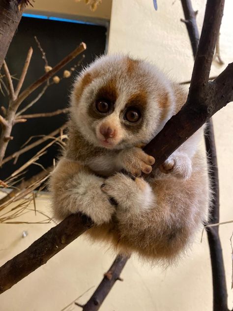 Loris Animal, Slow Loris, Cutee Animals, Exotic Animals, Beautiful Angel, All About Animals, Animal Photos, Silly Animals, Cute Animal Photos