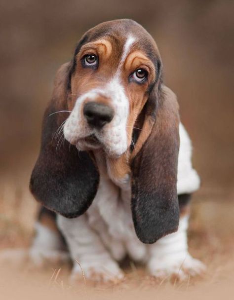 9 Breeds Of Dogs That Were Bred In France | PetPress Basset Puppies, Basset Hound Puppy, Hound Puppies, Basset Hound Dog, Bassett Hound, Best Dog Breeds, Dog Wallpaper, Beagle Dog, Hound Dog