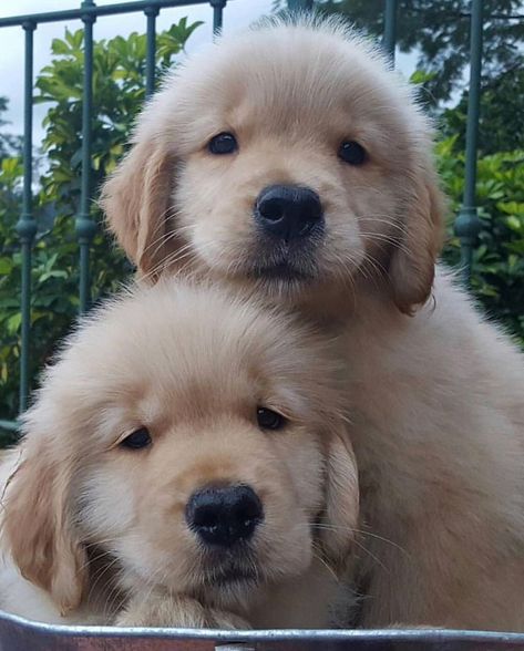 Two little nuggets #goldenretriever #puppy Puppies Drawing, Golden Retriever Puppies, Crochet Cute, Super Cute Puppies, Retriever Puppies, Cute Little Puppies, Golden Retriever Puppy