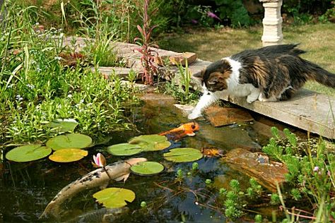 Cat trying to catch fish in a pond, this could happen if we get a fish pond Cat Pond, Cats In Garden, Fish In Pond, Water Architecture, Themed Garden, Turtle Pond, Koi Ponds, Water Aesthetic, Koi Fish Pond