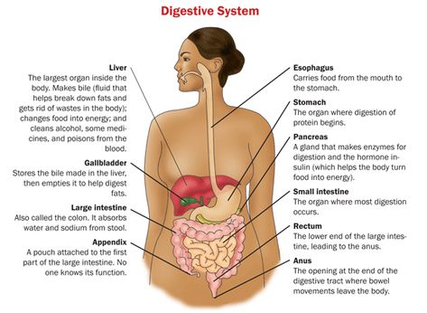 Your digestive system Short Bowel Syndrome, Excessive Gas, Digestive Problems, Gastrointestinal Disorders, Abdominal Pain, Body Systems, Digestion Problems, Autoimmune Disease, Digestive System