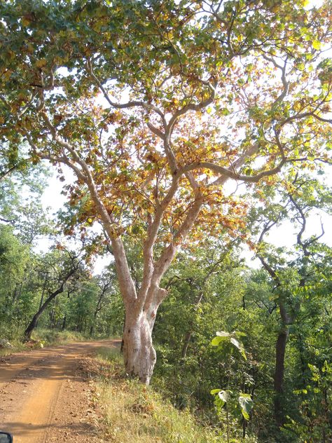 There is nothing ghostly (or ghastly) about these trees. So why do these trees, which are found only in central Indian forests, are called so? Indian Forest Photography, Indian Forest, Architect Student, Forest Photography, Travel Diy, The Ghost, Photography Blog, Blog Photography, Trip Planning