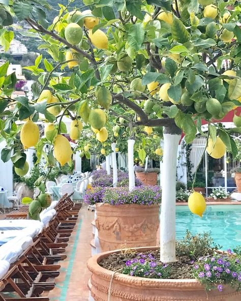 I think I need a lemon tree 🍋 when I get home to remind me of the ones that line the @lesirenuse pool #lesirenuse #swimmingpool #lemontree #lemonsallday #lemons #italianadventure #dreamvacation #birthdaycelebration Italian Backyard Ideas, Italian Backyard, Backyard Dining Area, Mediterranean Patio, Indoor Swimming Pool Design, Backyard Dining, Outdoor Pool Area, Garden Veggies, Veg Garden