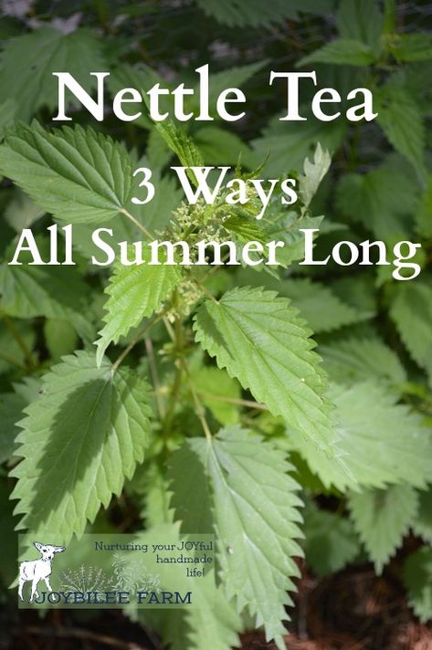 Nettle Tea Recipe, Nettle Tea, Foraged Food, Herbal Recipes, Herbal Apothecary, Herbal Healing, Herbs For Health, Wild Edibles, Wild Food