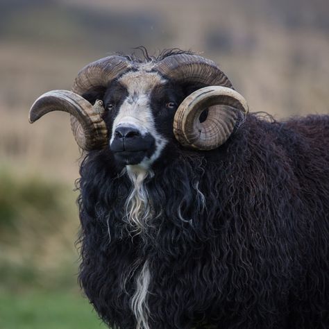 Ram Pictures, Sheep With Horns, Icelandic Sheep, Goat Care, Goat Horns, Animal References, 영감을 주는 캐릭터, Fantastic Beasts, Animal Photo