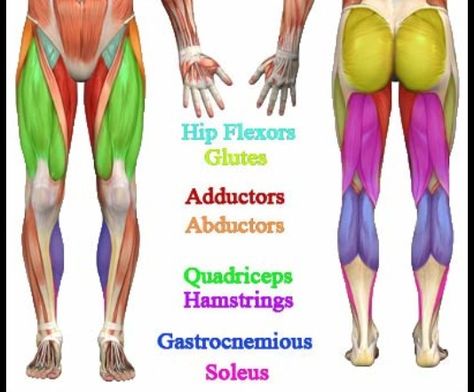 Parts of your legs Leg Muscles Anatomy, Muscle Diagram, Leg Anatomy, Best Leg Workout, Lower Body Muscles, Muscle Anatomy, Weight Training Workouts, Body Anatomy, Leg Muscles