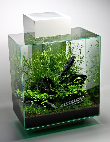 Fluval Edge II Klein Aquarium, Tanaman Air, Aquarium Terrarium, Nano Aquarium, Aquarium Landscape, Betta Tank, Nature Aquarium, Aquascape Aquarium, Betta Fish Tank