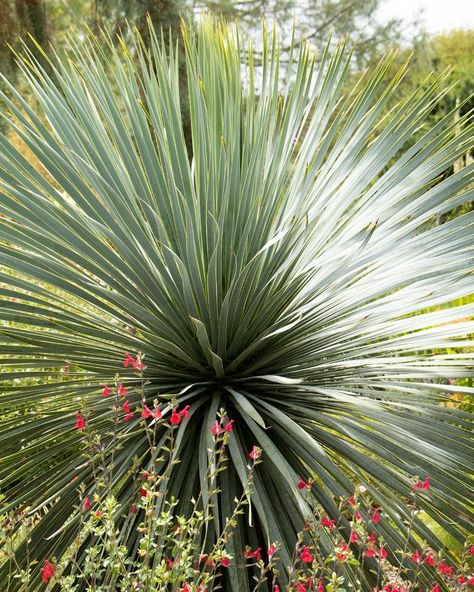 Monrovia | Sapphire Skies Beaked Blue Yucca is all about making a statement! Its striking baby blue leaves create a stunning focal point, perfect for… | Instagram Yucca Landscaping, Blue Leaves, Landscaping Plants, Focal Point, Baby Blue, Landscaping, Sapphire, New Homes, Plants