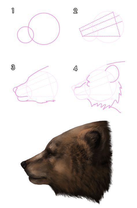 howtodrawbears-3-1-grizzly-brown-bear-head How To Draw Animals, Bear Sketch, Profile Drawing, Bear Paintings, Draw Animals, Bear Drawing, Bear Carving, Bear Head, Bear Art