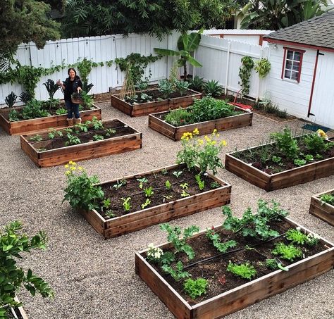 Backyard raised gardens Vegetable Garden Design In Ground, In Ground Vegetable Garden Design, 4x4 Raised Garden Bed Planting, Raised Bed Permaculture, Inexpensive Raised Garden Beds, Backyard Raised Garden, Hugelculture Raised Bed, Garden Layout Vegetable, Pinterest Garden