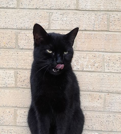 Cat Sitting Pose, Cat Sitting Drawing, Sitting Tattoo, Black Cat Green Eyes, Cat Green Eyes, Black Cat Sitting, Old Fat, Sitting Poses, Cat Aesthetic