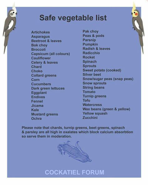 Safe veggies for parakeets Cockatiel Care, Parakeet Care, Parakeet Food, Parrot Diet, Conure Bird, Budgies Bird, Bird Aviary, Bird Care, Parrot Toys