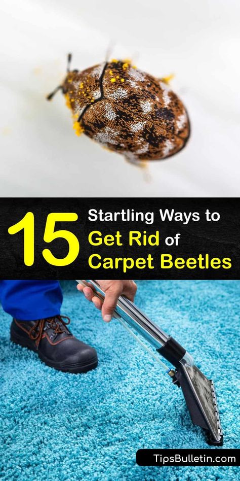 How To Get Rid Of Carpet Bugs, Carpet Beetles How To Get Rid Of, Carpet Bugs, Carpet Beetles, Peppermint Spray, Bug Infestation, Baking Soda On Carpet, Diy Bug Spray, Carpet Powder