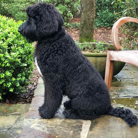 The Giant Schnoodle: A Complete Guide | Doggie Designer Giant Schnoodle, Schnauzer Standard, Giant Poodle, Terrier Poodle Mix, Schnauzer Poodle, Chocolate Poodle, Schnoodle Dog, Terrier Poodle, Poodle Mix Breeds