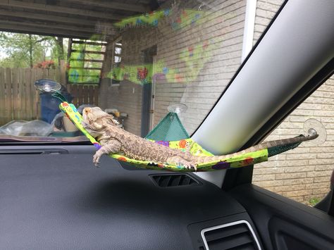 Breaded Dragon Enclosure, Bearded Dragon Cage Setup, Bearded Dragon Cages Ideas, Cute Bearded Dragon Enclosure Ideas, Bearded Dragon Travel Cage, Diy Bearded Dragon Bed, Beared Dragon Cage Ideas Diy, Bearded Dragon Play Pen, Bearded Dragon Play Area