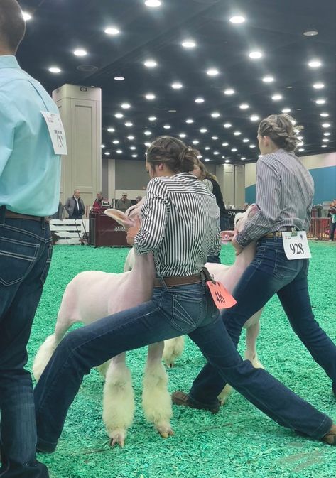 Livestock Showing Hairstyles, Livestock Hairstyles, Showmanship Outfit Livestock, Sheep Showing Outfits, Ffa Show Outfit, Show Outfits Livestock, Showing Livestock Hairstyles, Livestock Judging Outfits, Cattle Show Outfits