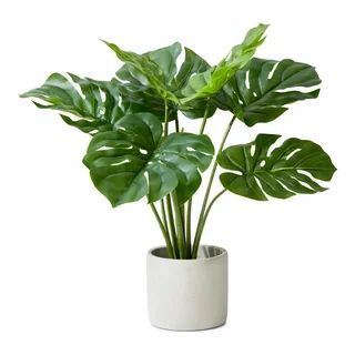 Buy the Monstera plant in cement pot, 21"x21" online from Houzz today, or shop for other Artificial Plants & Trees for sale. Get user reviews on all Home Decor products. Plant In Pot, Artificial Plants And Trees, Artificial Foliage, Cement Pots, Evergreen Plants, Monstera Plant, Decorative Planters, Room Redo, Perfect Plants