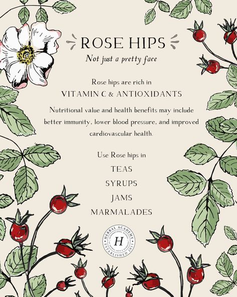 Herbal Academy, Rose Hips, Herbal Recipes, Herbal Apothecary, Herbal Healing, Herbal Magic, Healing Herbs, Medicinal Herbs, Medicinal Plants