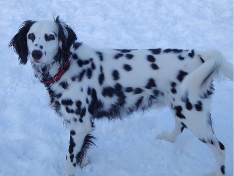 Long Coat Dalmatian, Short Coats, Dalmatian Puppy, Dream Dog, Pretty Dogs, Reptiles Pet, Baby Puppies, You Sure, Cool Pets