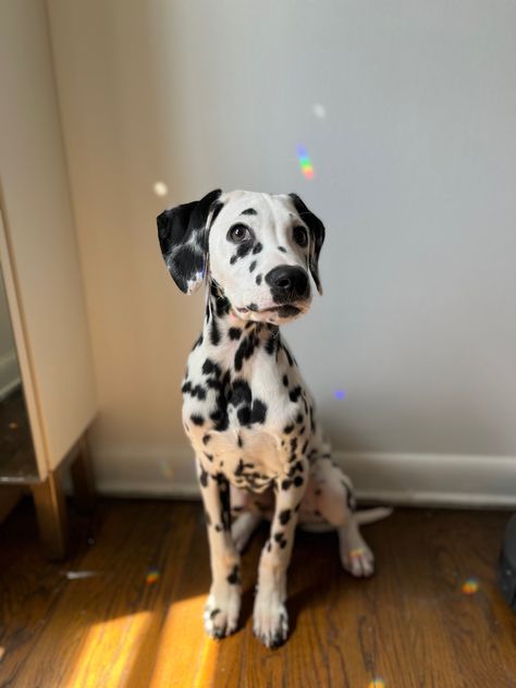 Dalmatian puppy sitting with some rainbow light on the wall behind him. Dollmation Dog, Miniature Dalmation, Dalmatian Aesthetic, 101 Dalmatians Book, 101 Dalmatians Characters, 101 Dalmatians Cruella, Cute Dalmatian, Dog 101, Dog Breeds Pictures