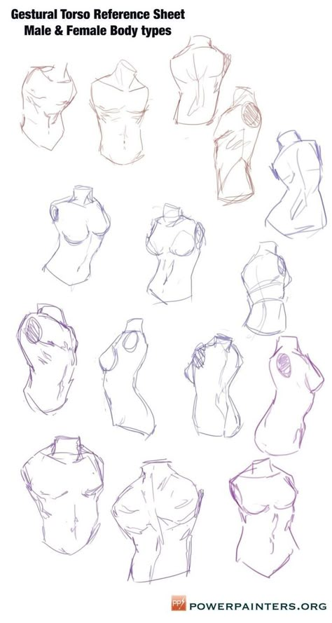 𝙏𝙤𝙧𝙨𝙤 Human Anatomy Drawing, Human Anatomy Art, Anatomy Sketches, Drawing Help, Body Reference Drawing, Anatomy References, Reference Art, Body Anatomy, Art Help