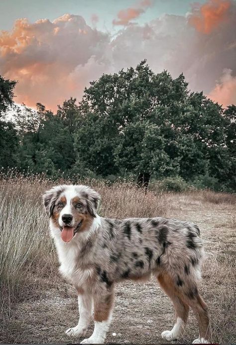 Australian Shepherd Colors, Black Australian Shepherd, Merle Australian Shepherd, Aussie Shepherd, Rottweiler Mix, Aussie Puppies, Australian Shepherd Puppies, Cut Animals, Farm Dogs