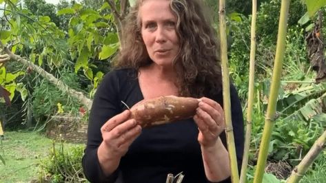 Dried Yacon as a sweet treat - Our Permaculture Life Permaculture Design Course, Plastic Free July, Raw Juice, Lunchbox Treats, Water Chestnut, Permaculture Gardening, Permaculture Design, Incredible Edibles, Stir Fries