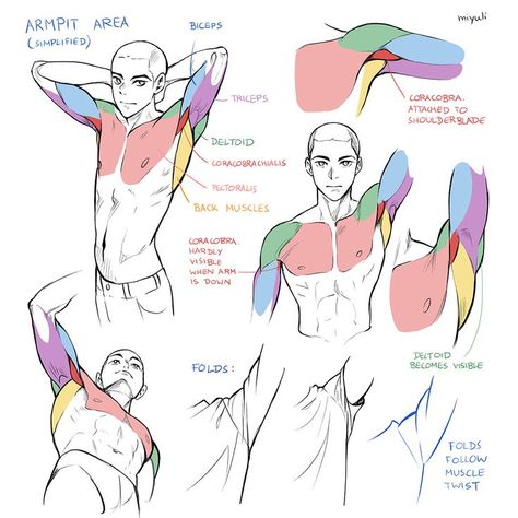 I hope this helps! Feel free to use this as reference in your own art. Rinotuna Tutorials, Back Anatomy, Drawing Tuts, Arm Anatomy, Back Pose, Visual Library, Body Structure, Anatomy Tutorial, Human Anatomy Drawing