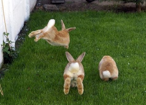 Bunny Butts, Big Bunny, House Rabbit, Baby Bunnies, 귀여운 동물, Cute Bunny, Animals Friends, Bunny Rabbit, Beautiful Creatures