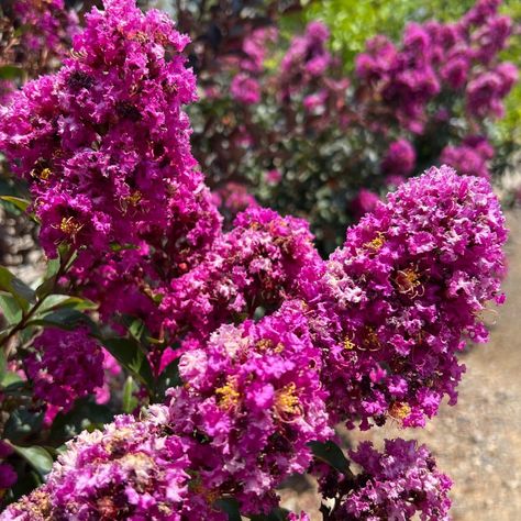 What tree blooms throughout the summer, is drought hardy and not fazed by the Texas heat and sun? The Crape Myrtle! They are bursting with blooms right now!💚 1. 'Zuni' Crape Myrtle | 2. 'Coral Magic®' Crape Myrtle | 3. 'Ebony & Ivory' Crape Myrtle | 4. 'Double Feature®' Crape Myrtle | 5. 'Colorama™ Scarlet' Crape Myrtle | 6. 'Black Diamond® Mystic Magenta™' Crape Myrtle Crape Myrtle Flower Bed, Plum Magic Crape Myrtle, Bellini Grape Crape Myrtle, Pink Crepe Myrtle, Crepe Mertyl Bush, Crape Myrtle, Black Diamond