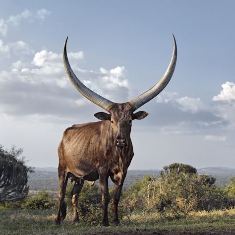 Ankole Watusi, Badass Pictures, Animals With Horns, Bull Cow, Black Jaguar, Western Region, Cow Painting, Weird Creatures, Animals Of The World