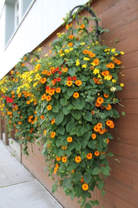 Potato Vine Hanging Basket, Hanging Basket Outdoor, Plants In Hanging Baskets, Trailing Plants For Hanging Baskets, Hanging Plants In Garden, Hanging Basket Plants Outdoor, Hanging Flowers From Trees, Outdoor Hanging Flower Baskets, Flowers That Hang Down