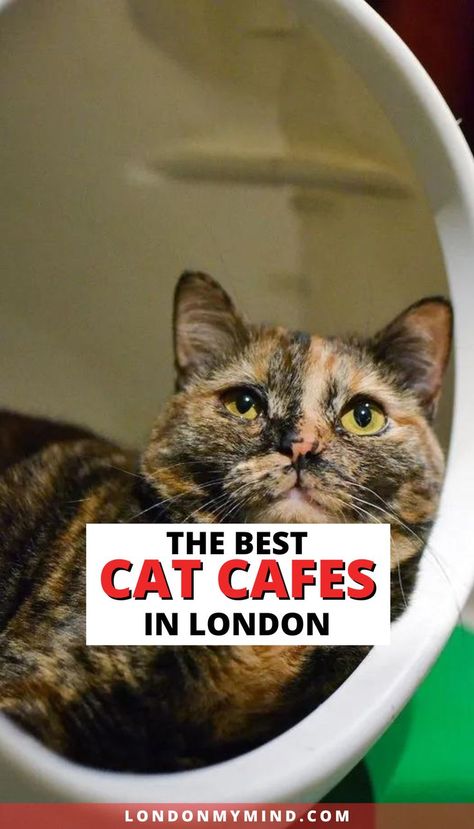 Love and miss your kitty while traveling? Visit one of these cat cafes in London during your trip for a feline fix! Cat Cafes, Feline, In London, The City, Kitty, London