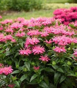 20 Full-Sun Perennials for a Colorful Garden | Garden Design Drought Tolerant Perennials, Full Sun Perennials, Purple Plants, Sun Perennials, Bee Balm, Pollinator Garden, Flower Spike, How To Attract Hummingbirds, Fragrant Flowers