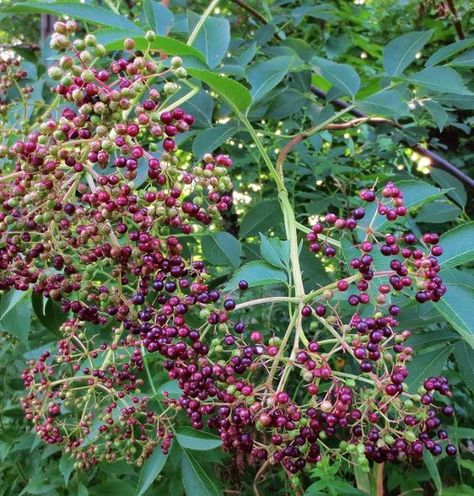 Foraging for elderberries: where to find and how to identify Sambucus canadensis, a shrub with edible berries and flowers. Backyard Vegetable Garden Design, One Acre Farm, Vegetable Garden Design Ideas, Ginseng Plant, Backyard Vegetable Garden, Wild Foraging, Sambucus Nigra, Edible Wild Plants, Backyard Vegetable Gardens