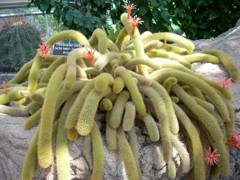 Cleistocactus winteri – Golden Rat Tail - See more at: http://worldofsucculents.com/cleistocactus-winteri-golden-rat-tail Rat Tail Cactus, Cactus Planta, Barrel Cactus, Green Houses, Rat Tail, Succulents Cactus, Office Plants, Organic Seeds, Cactus Y Suculentas