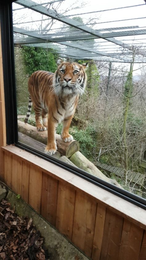 my favourite animal at Edinburgh Zoo Zoo Date Aesthetic, Zoo Instagram Pictures, Zoo Job Aesthetic, Zoo Photo Ideas, Zoo Aesthetic With Friends, Zoo Date, Tiger Zoo, Zoo Pictures, Edinburgh Zoo