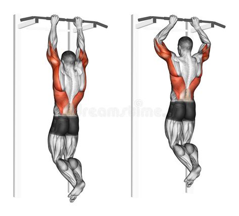 Photo about Pull-ups on the brachialis. Exercising for bodybuilding Target muscles are marked in red. Illustration of muscles, sport, middle - 57379060 Muscle Abdominal, Weight Training Workouts, Workout Chart, Chest Workouts, Stretching Exercises, Kettlebell Workout, Back Exercises, Gym Workout Tips, Back Workout