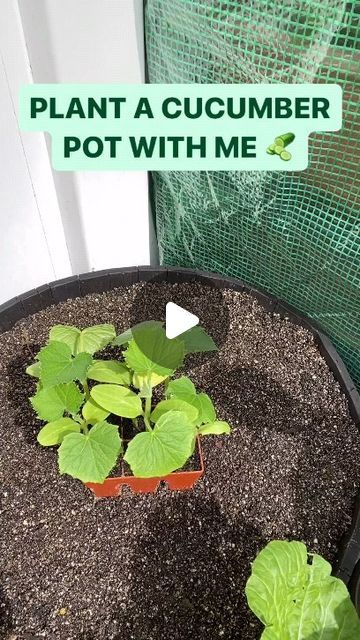 Gardening Greener | WHAT’S GROWIN’ ON —

Plant a cucumber pot with me 🥒 

2x7 size auger used in video 

The variety is marketmore 
From @botanical_... | Instagram Cucumber Seedlings, Cucumber Gardening, Growing Seedlings, Botanical Interests, Growing Vegetables In Pots, Herb Garden Pots, Flower Seedlings, Herb Garden Planter, Cucumber Trellis