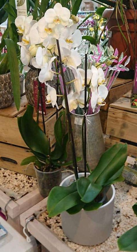 Choosing the Best Pots for Growing Orchids (with Examples) – Gardener Report Orchid Leaves Turning Yellow, Orchid Potting, Orchid Potting Mix, Orchids In Water, Orchid Roots, Miracle Grow, Orchid Leaves, Growing Orchids, Orchid Pot