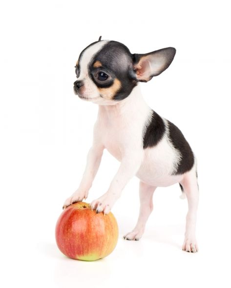 Black and white apple head Chihuahua... with an actual apple Apple Head Chihuahua, Baby Chihuahua, Chihuahua Mom, Chihuahua Funny, Apple Head, Bulldog Francese, Chihuahua Puppy, Teacup Chihuahua, Tiny Puppies