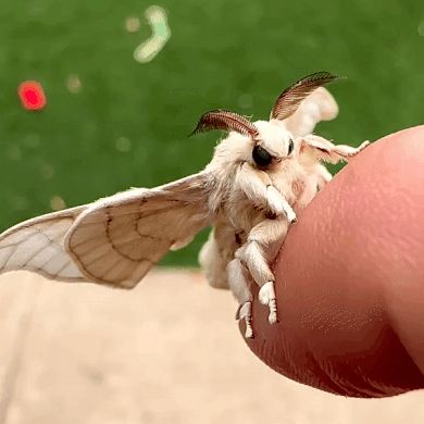 Moth Stimboard, Domestic Silk Moth, Poodle Moth, Bombyx Mori, Cute Bugs, Silk Moth, Sensory Images, Stim Gifs, Cute Moth