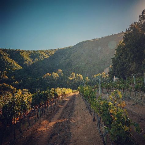 Lanzerac Wine Estate on Instagram: “This 23-year-old Pinotage vineyard, situated 400m above sea level on the slopes of the breathtaking Botmaskop Mountain, produces the…” 400m, Sea Level, Year Old, Wine, Travel, On Instagram, Instagram