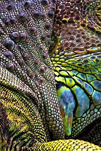 Foto Macro, Textil Design, Texture Inspiration, Skin Texture, Animal Skin, Natural Forms, Patterns In Nature, Color Textures, Amphibians