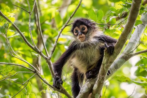 Baby spider monkey in the Punta Laguna Reserve in the Mexican Yucatan. Monkey Habitat, Spider Monkeys, Monarch Caterpillar, Spider Monkey, Monkey Pictures, Tropical Animals, Pet Monkey, Mexican Designs, The Rainforest