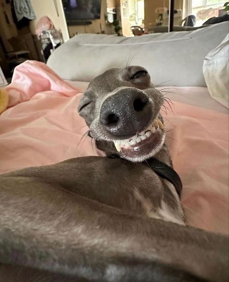 Change Your Mood, Goofy Dog, Cute Animals Puppies, Funny Pets, Funny Animal Photos, Puppies And Kitties, Grey Hound Dog, Silly Dogs, Funny Cats And Dogs