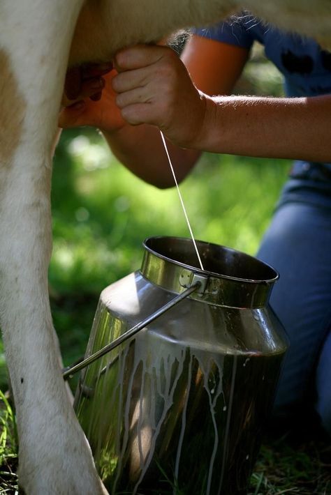 Hand Milking Cows, Milk Cow Aesthetic, Milk A Cow, Milking A Cow, Milking Cow, Milking Cows, Morning Chores, Cow Milking, Farmer Life