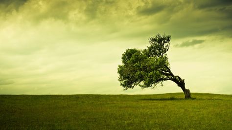 ~ Open fields... ~ Wallpaper Dump! Geeky, Nature-y and more - Imgur Games Tattoo, Relax Mind, Wallpapers Ipad, Tree Stands, 4 Wallpaper, Beautiful Trees, Image Nature, Lone Tree, Old Tree